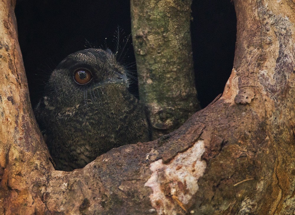 Barred Owlet-nightjar - ML205966051