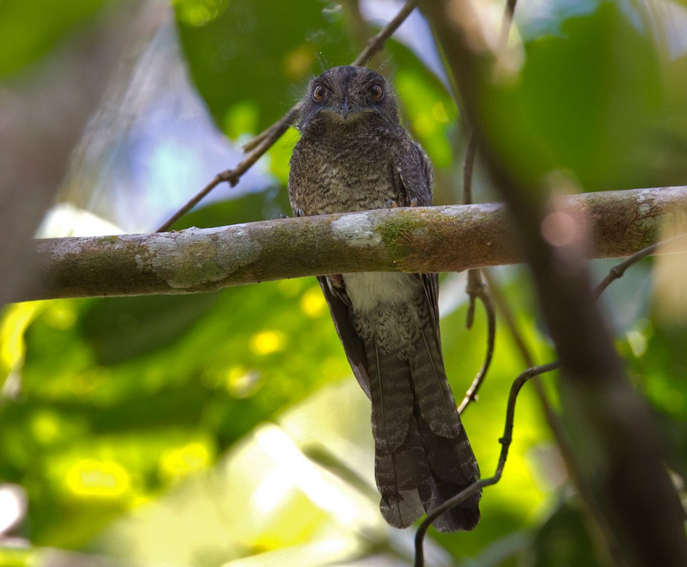 Barred Owlet-nightjar - Lars Petersson | My World of Bird Photography