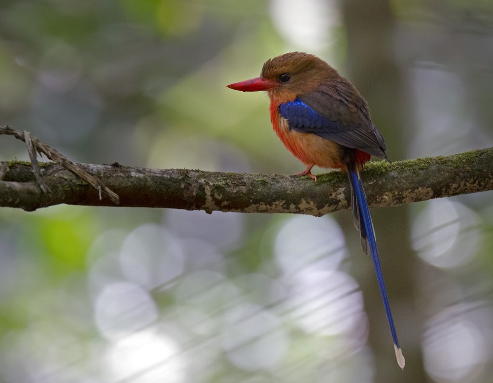 Brown-headed Paradise-Kingfisher - Lars Petersson | My World of Bird Photography