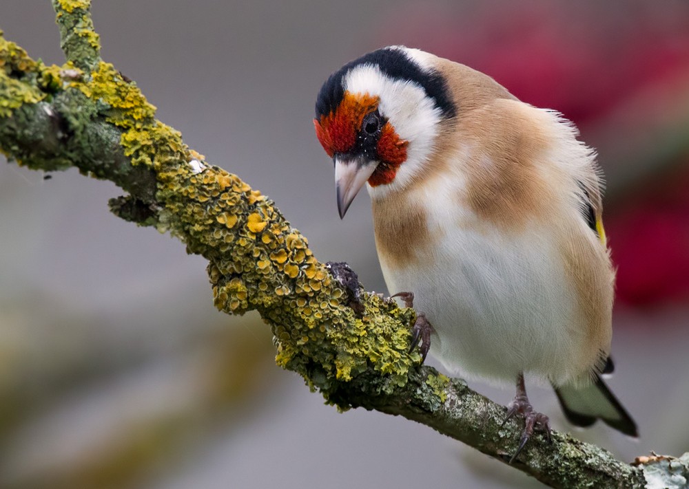 European Goldfinch (European) - Lars Petersson | My World of Bird Photography