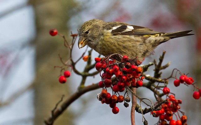 ナキイスカ Bifasciata Ebird