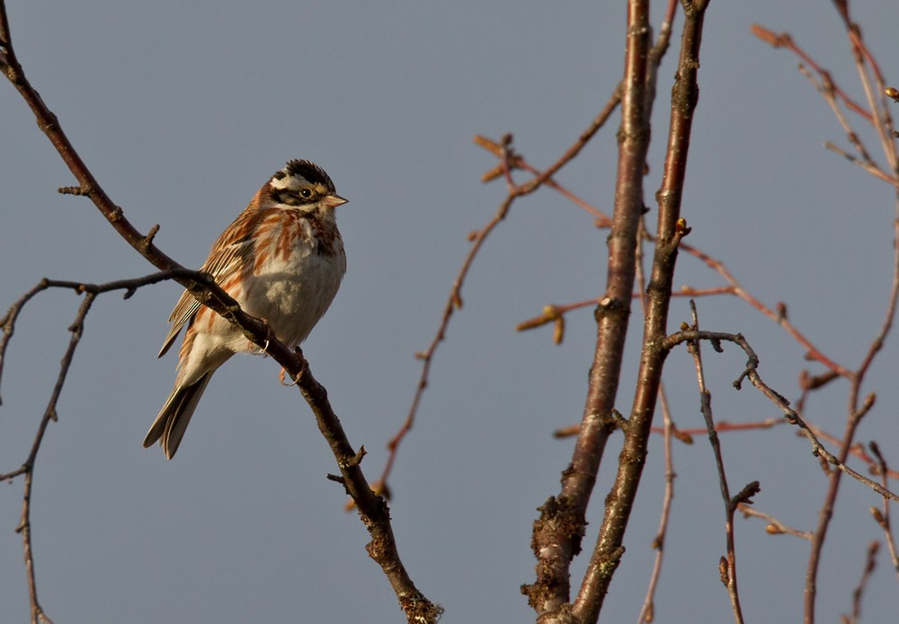 Rustic Bunting - Lars Petersson | My World of Bird Photography