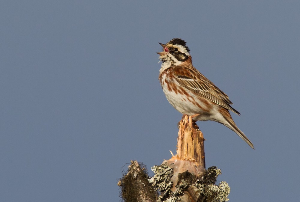 Rustic Bunting - Lars Petersson | My World of Bird Photography