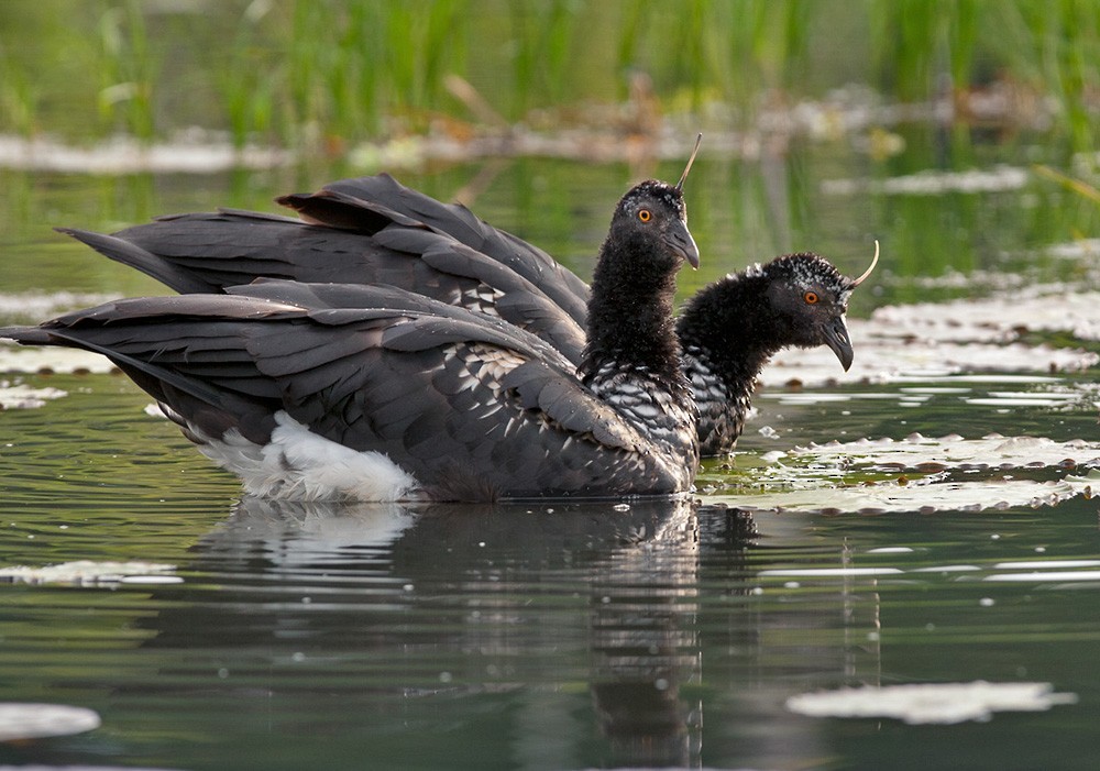 Horned Screamer - Lars Petersson | My World of Bird Photography