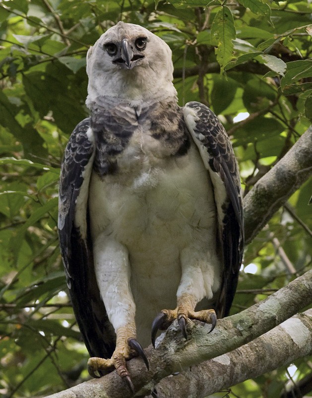 Harpy Eagle - Lars Petersson | My World of Bird Photography