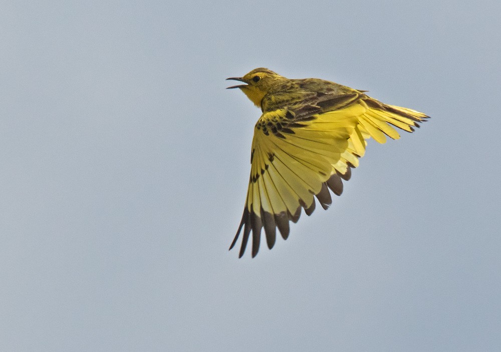 Golden Pipit - Lars Petersson | My World of Bird Photography