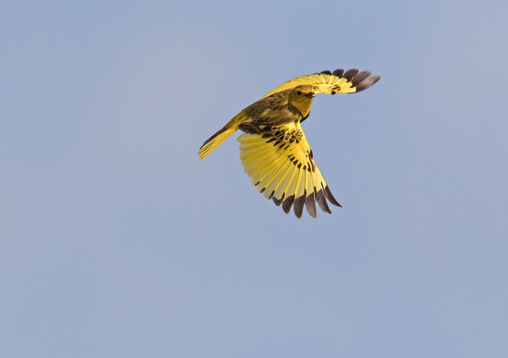 Golden Pipit - Lars Petersson | My World of Bird Photography
