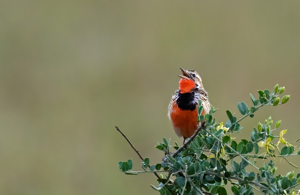 Rosy-throated Longclaw - Lars Petersson | My World of Bird Photography