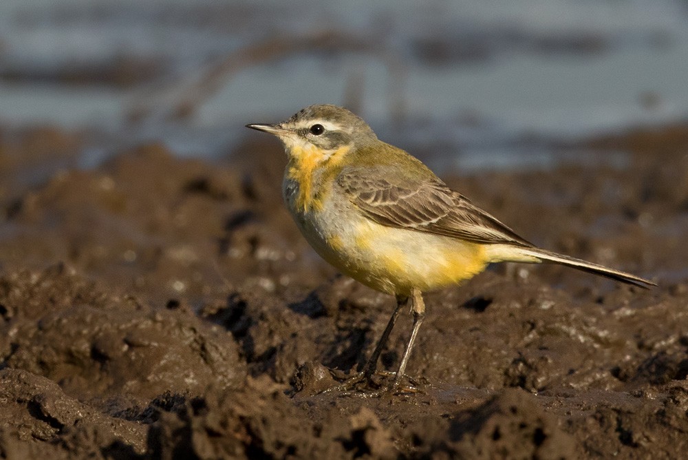 Western Yellow Wagtail - Lars Petersson | My World of Bird Photography