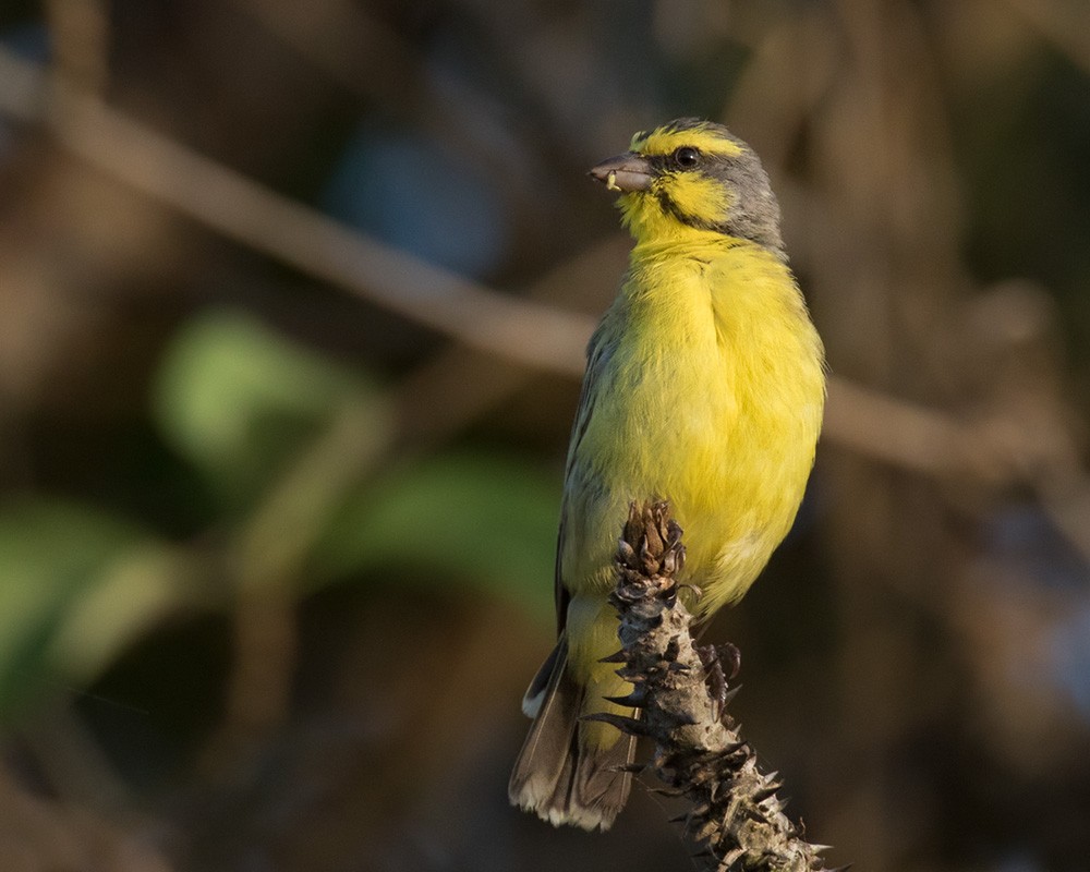 Yellow-fronted Canary - ML205966621