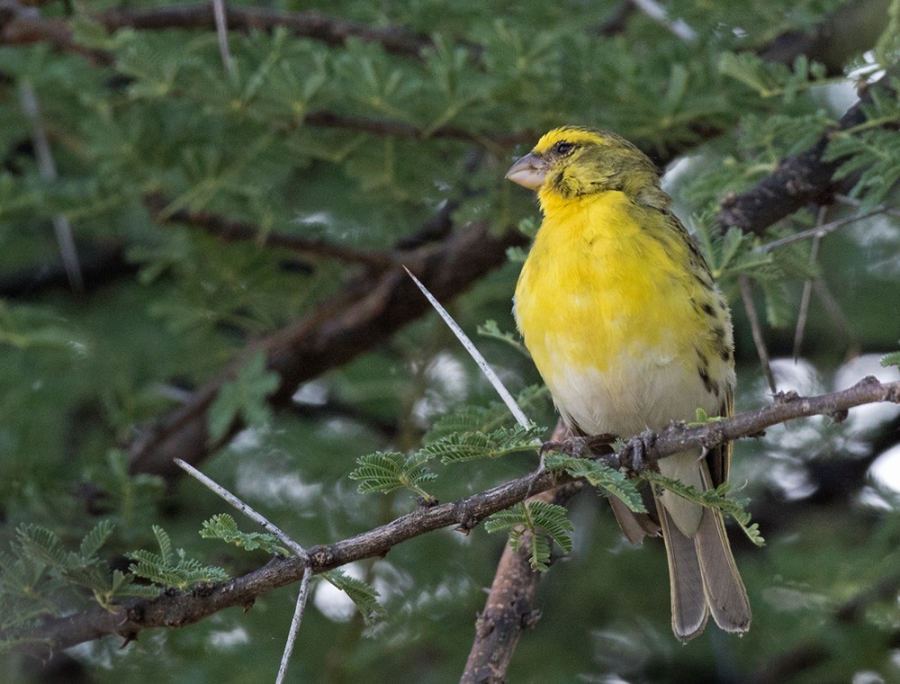 White-bellied Canary - ML205966651