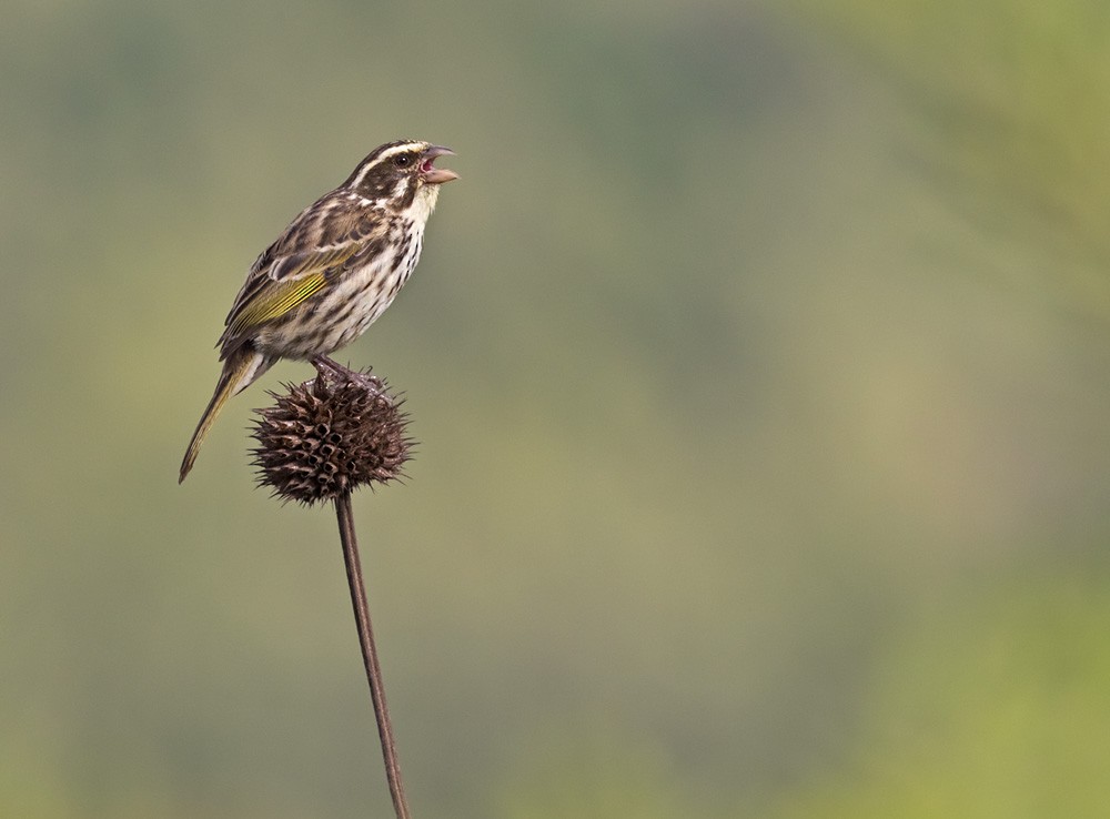 Streaky Seedeater - Lars Petersson | My World of Bird Photography
