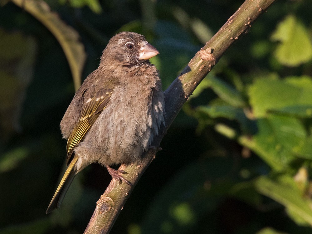 Thick-billed Seedeater - Lars Petersson | My World of Bird Photography