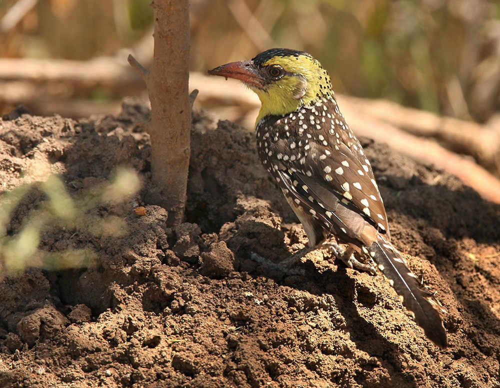 Yellow-breasted Barbet - ML205966771