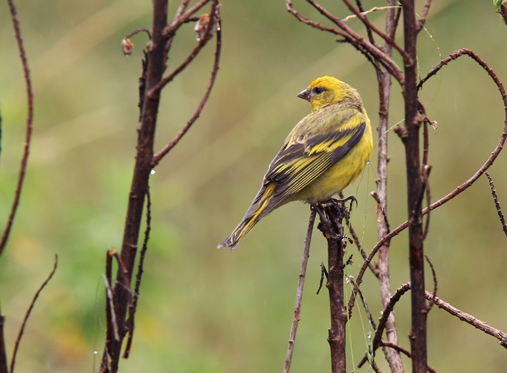 Yellow-crowned Canary - ML205966781