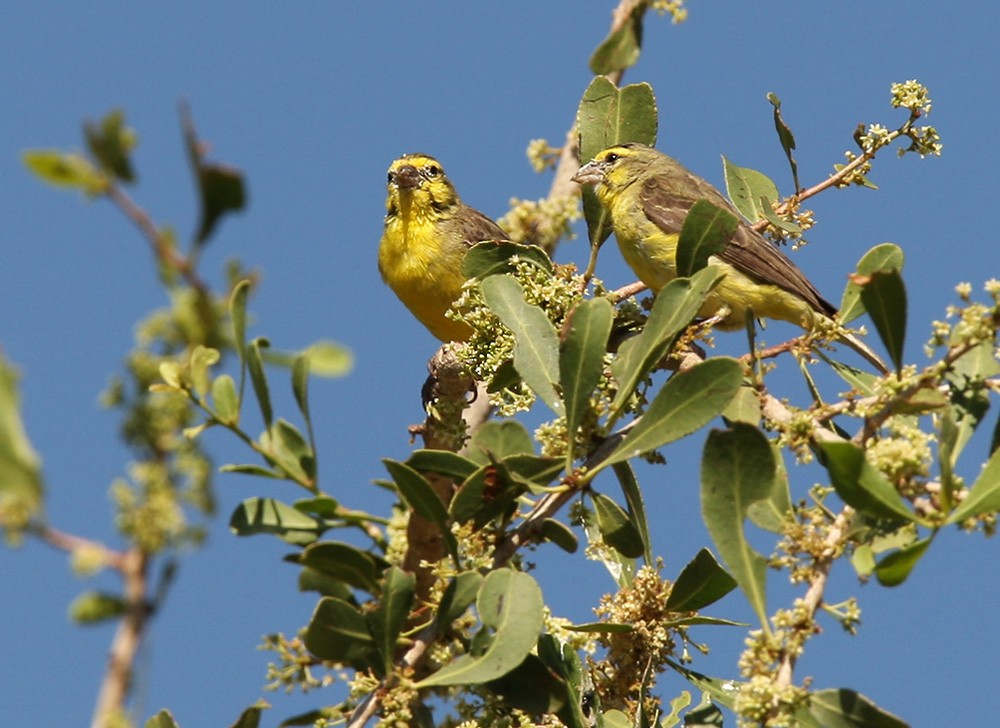 Yellow-fronted Canary - Lars Petersson | My World of Bird Photography