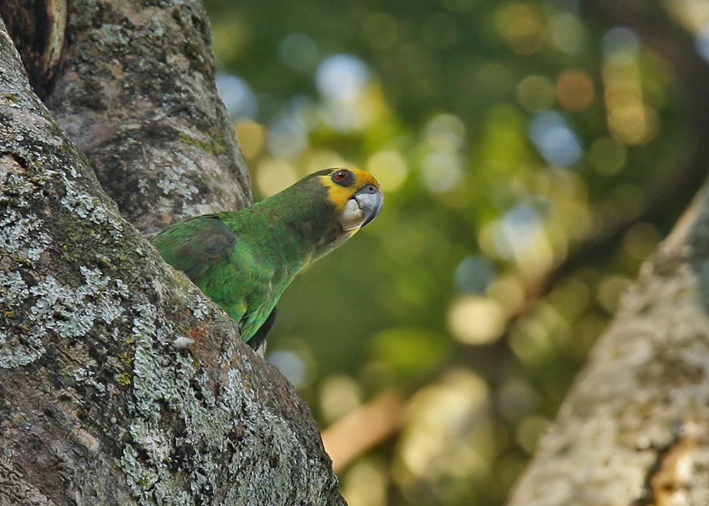 Yellow-fronted Parrot - Lars Petersson | My World of Bird Photography
