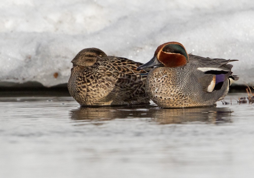Green-winged Teal (Eurasian) - Lars Petersson | My World of Bird Photography