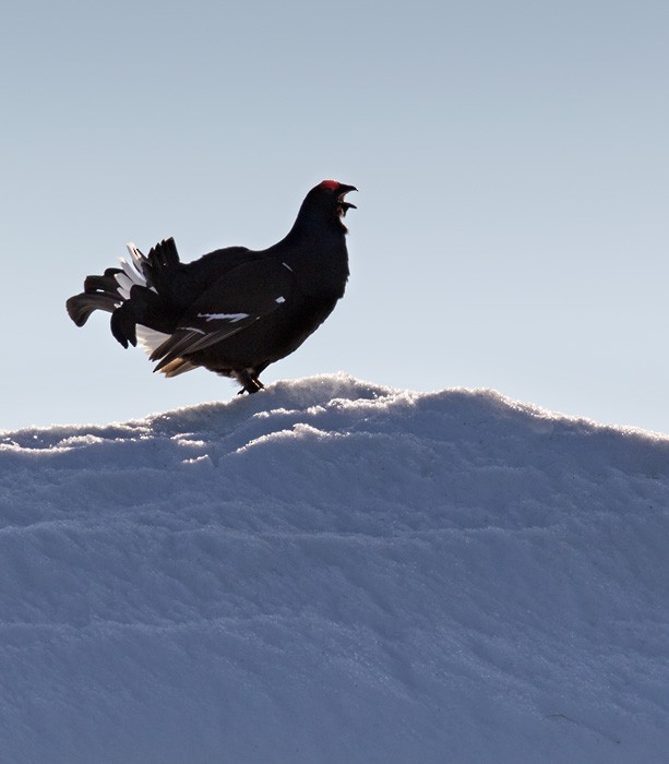 Black Grouse - Lars Petersson | My World of Bird Photography
