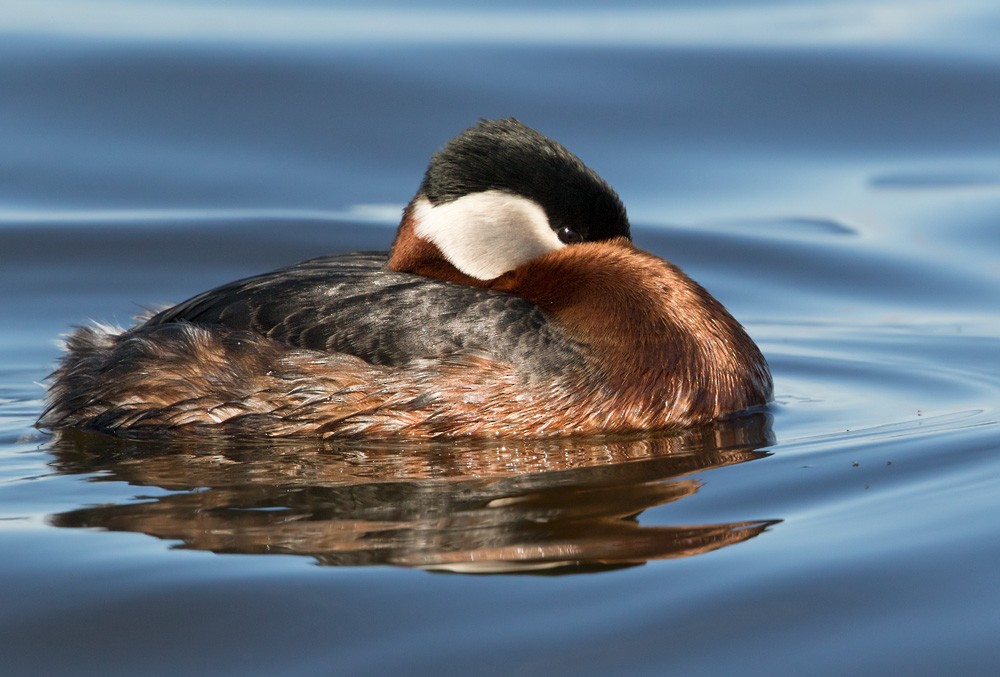 Red-necked Grebe - Lars Petersson | My World of Bird Photography