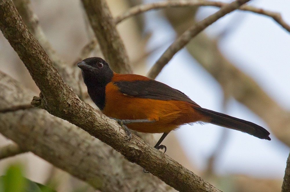 Hooded Pitohui - Lars Petersson | My World of Bird Photography