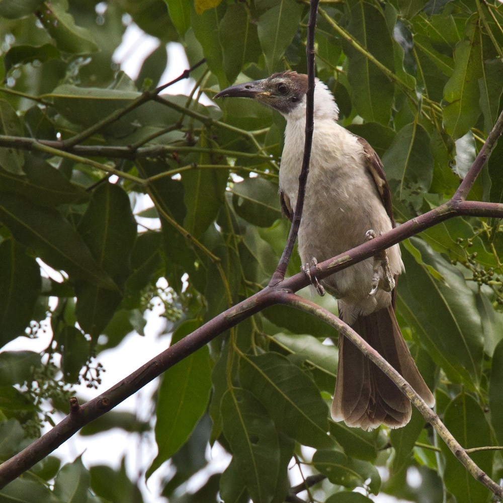White-naped Friarbird - Lars Petersson | My World of Bird Photography