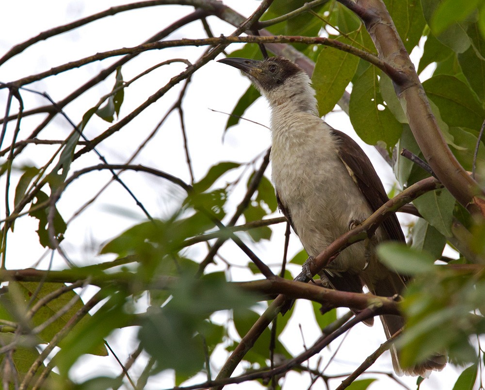 White-naped Friarbird - Lars Petersson | My World of Bird Photography