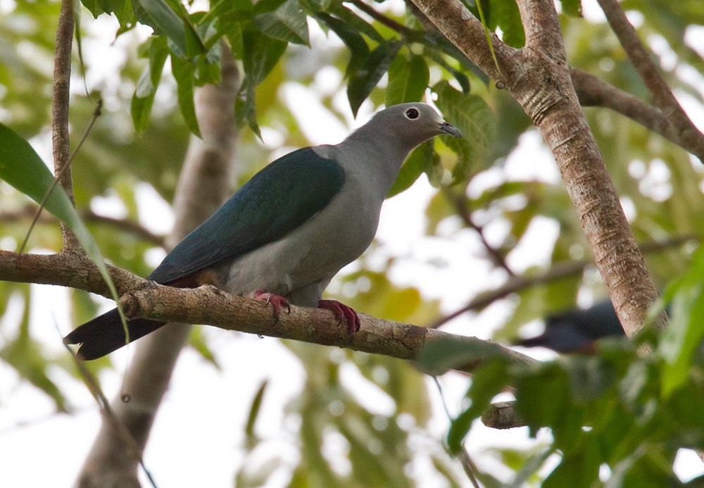 Island Imperial-Pigeon - ML205967211