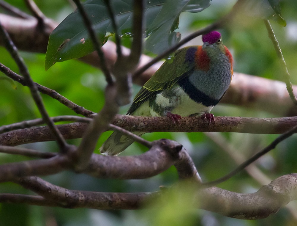 Superb Fruit-Dove (Eastern) - Lars Petersson | My World of Bird Photography