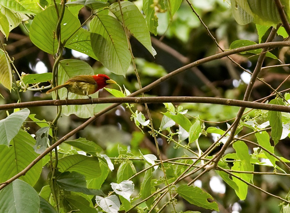 Scarlet-hooded Barbet - Lars Petersson | My World of Bird Photography