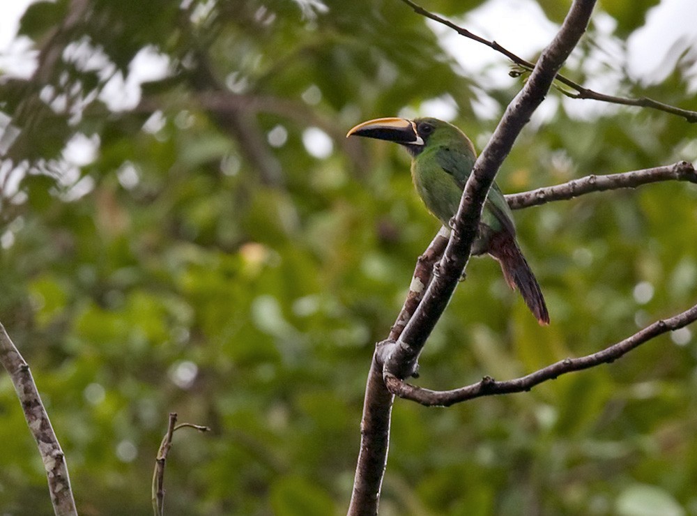 Southern Emerald-Toucanet (Black-throated) - Lars Petersson | My World of Bird Photography