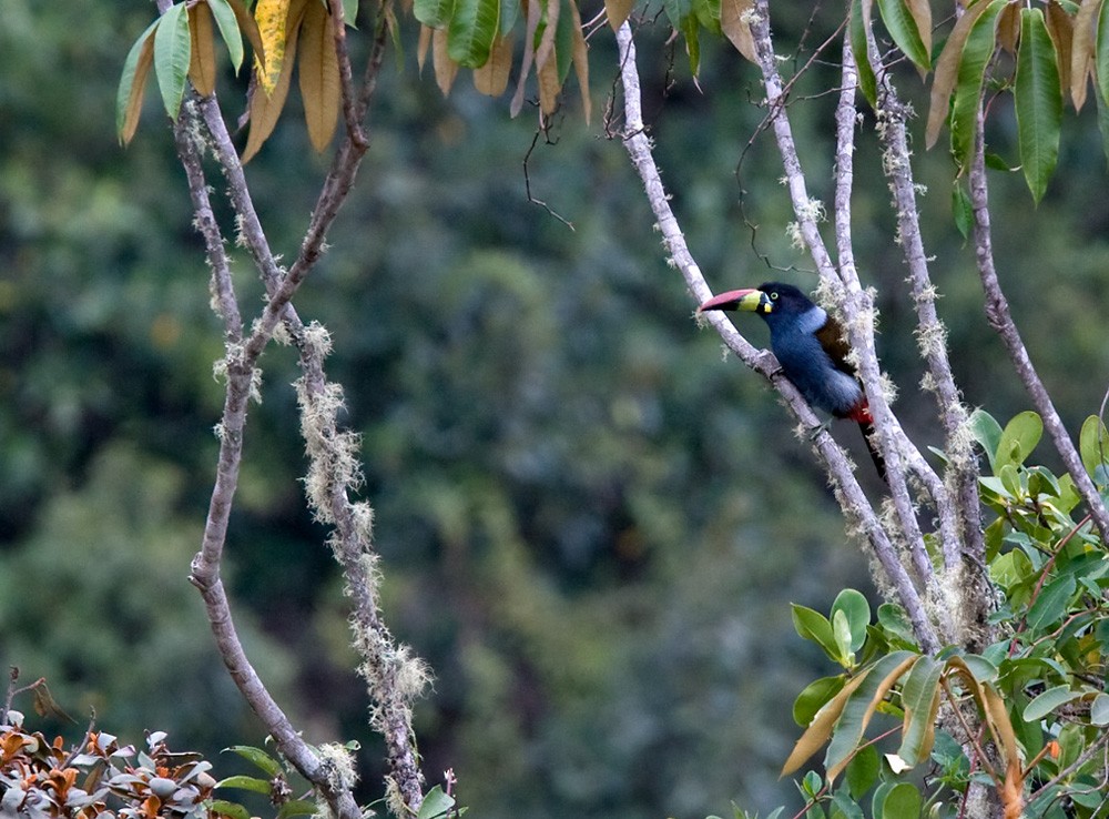 Gray-breasted Mountain-Toucan - Lars Petersson | My World of Bird Photography