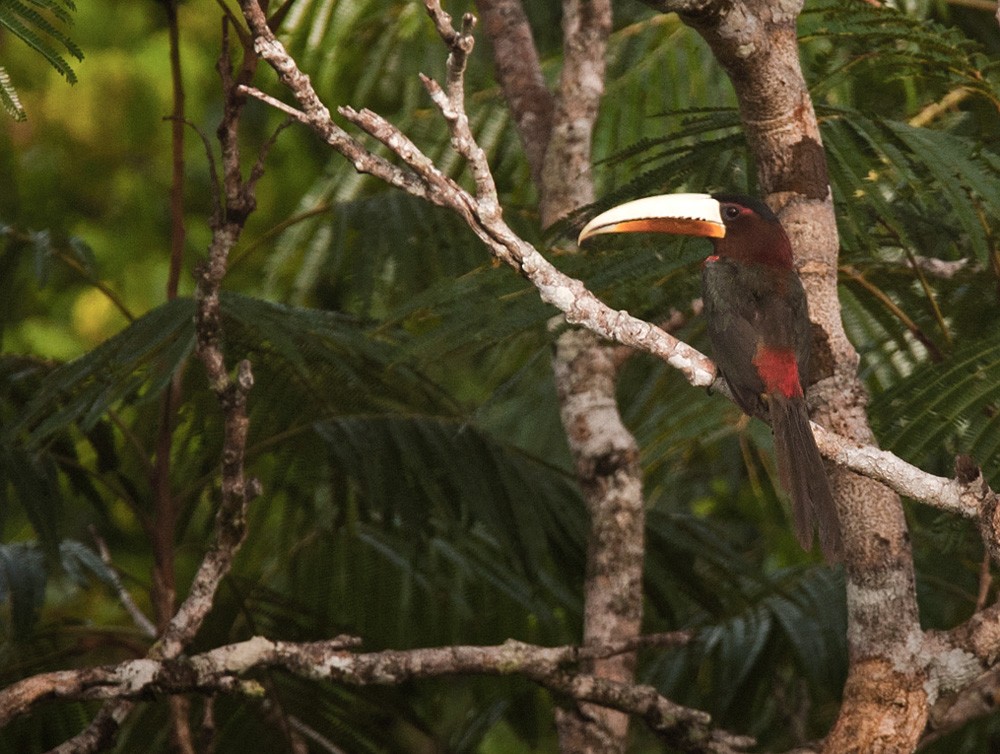 Ivory-billed Aracari - Lars Petersson | My World of Bird Photography