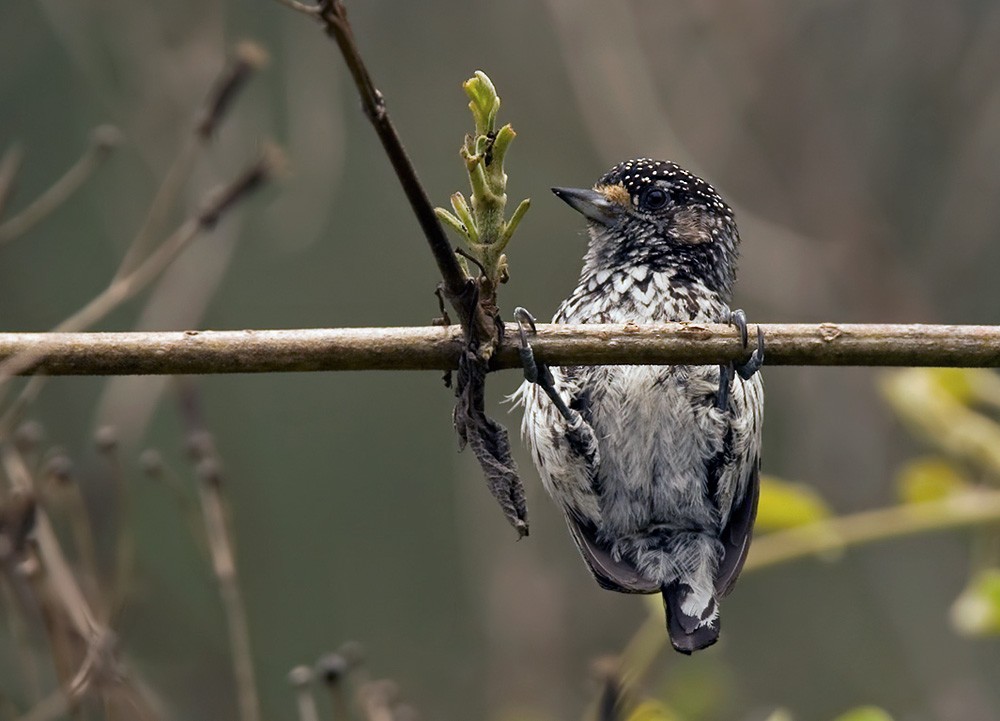 Ocellated Piculet - ML205967421
