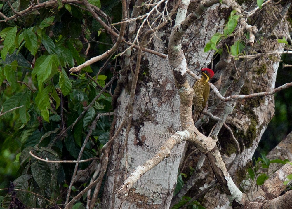 Golden-green Woodpecker - Lars Petersson | My World of Bird Photography