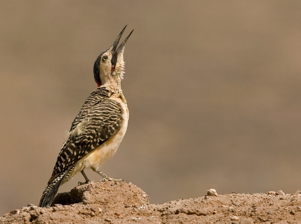 Andean Flicker (Southern) - Lars Petersson | My World of Bird Photography
