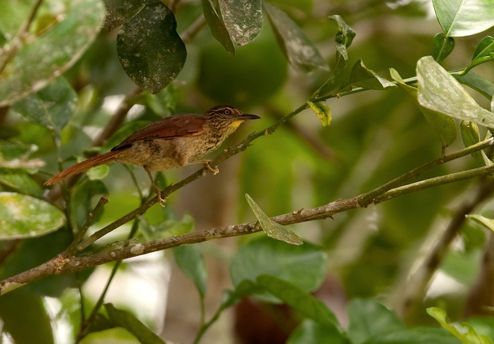 Speckled Spinetail - ML205967511