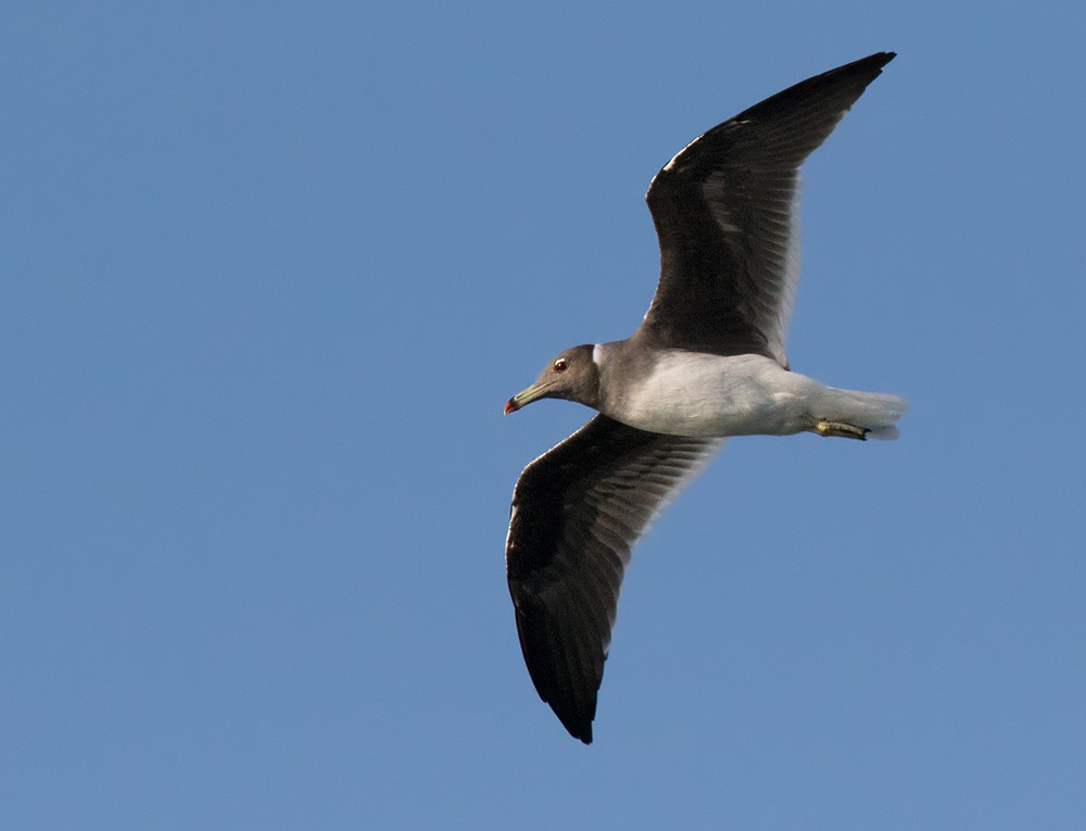 Sooty Gull - Lars Petersson | My World of Bird Photography