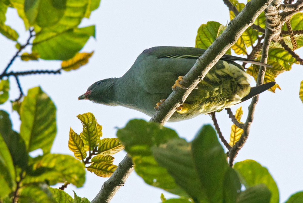 Пембский зелёный голубь - ML205967701
