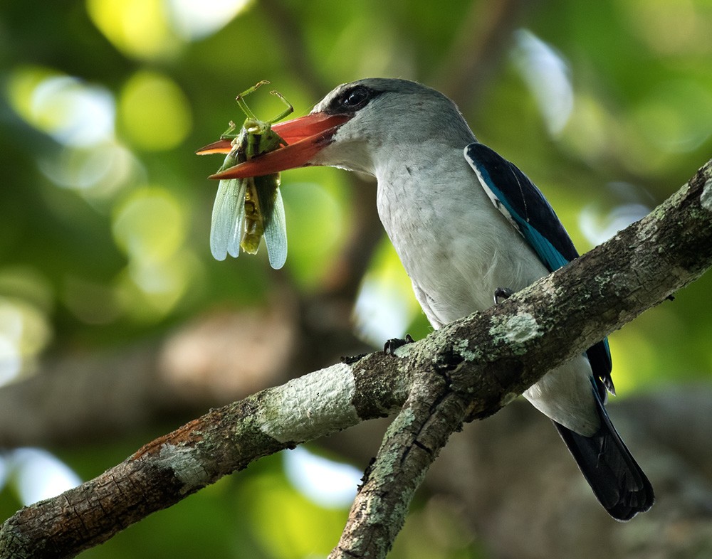 Mangrove Kingfisher - Lars Petersson | My World of Bird Photography