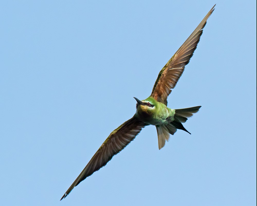 Blue-cheeked Bee-eater - ML205967771