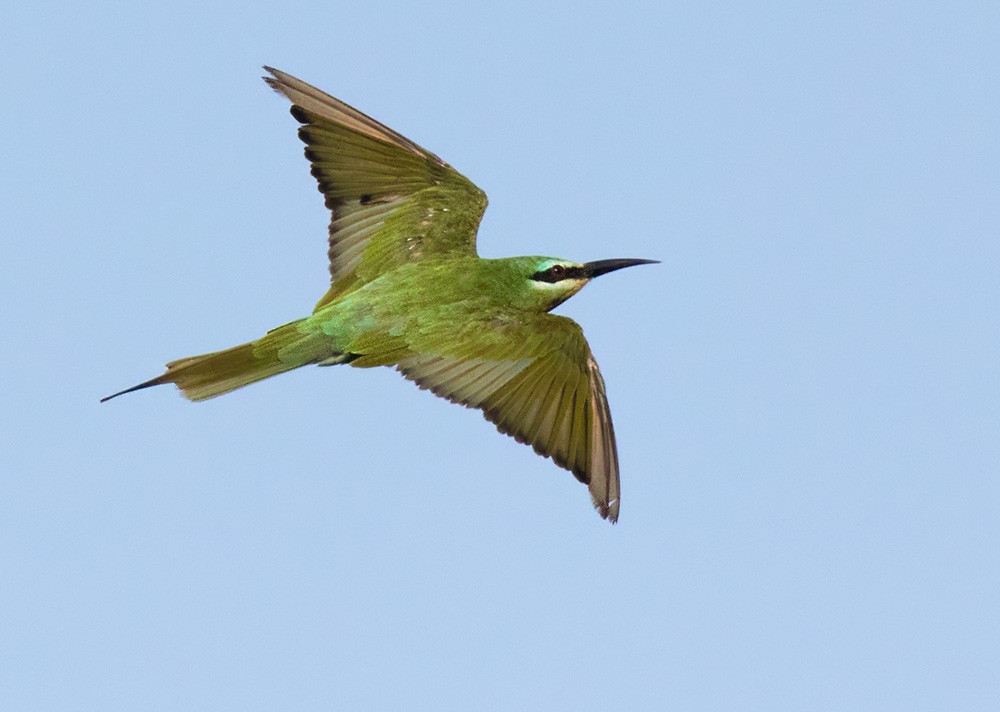Blue-cheeked Bee-eater - Lars Petersson | My World of Bird Photography