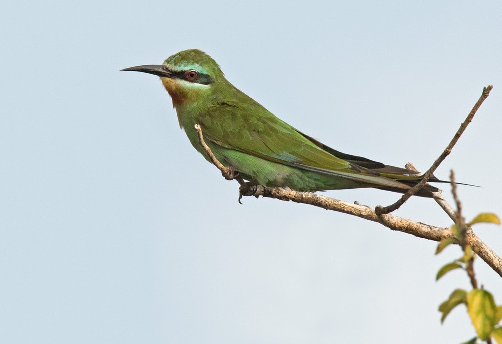 Blue-cheeked Bee-eater - ML205967791