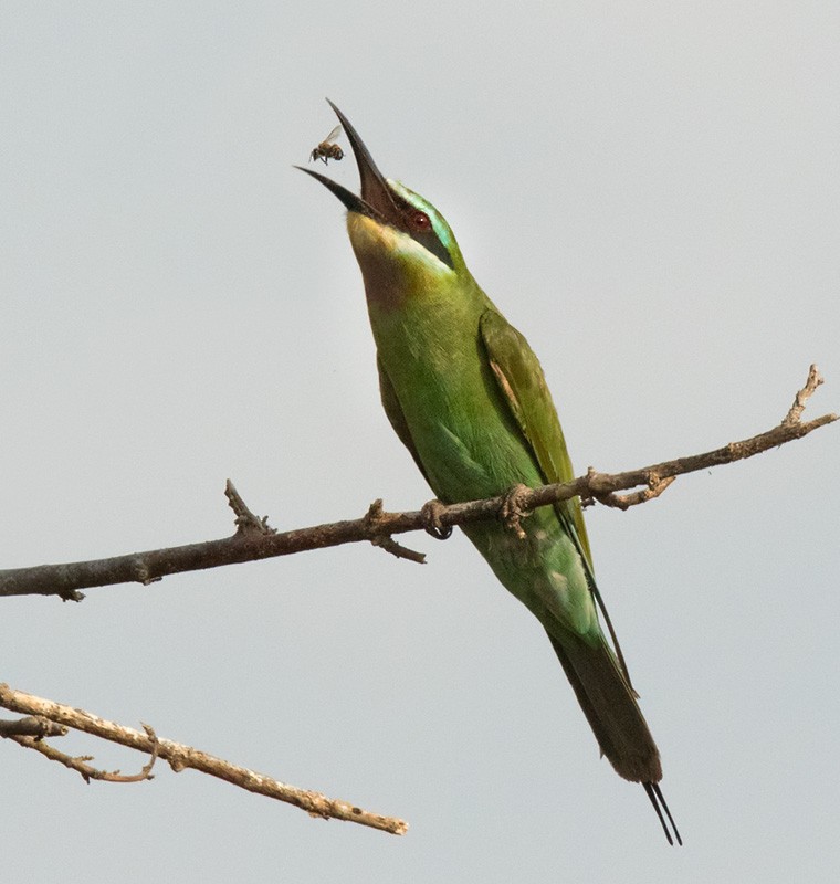 Blue-cheeked Bee-eater - ML205967801