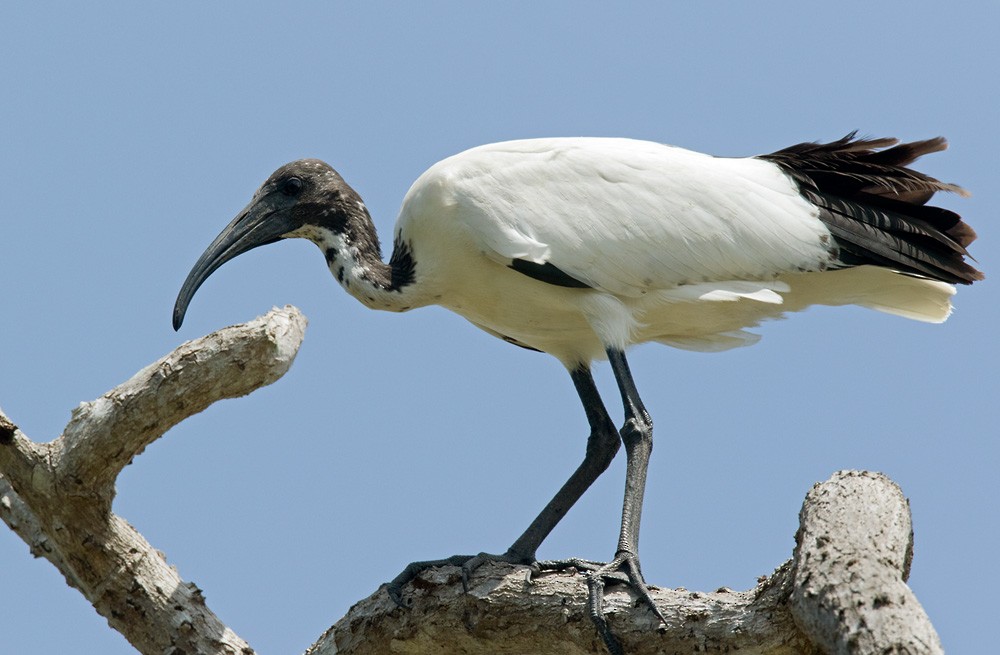 African Sacred Ibis - Lars Petersson | My World of Bird Photography