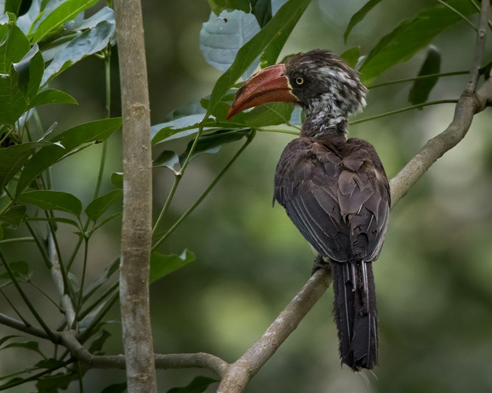 Crowned Hornbill - Lars Petersson | My World of Bird Photography