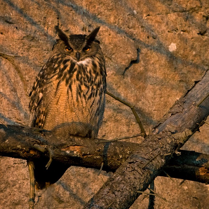 Eurasian Eagle-Owl - Lars Petersson | My World of Bird Photography