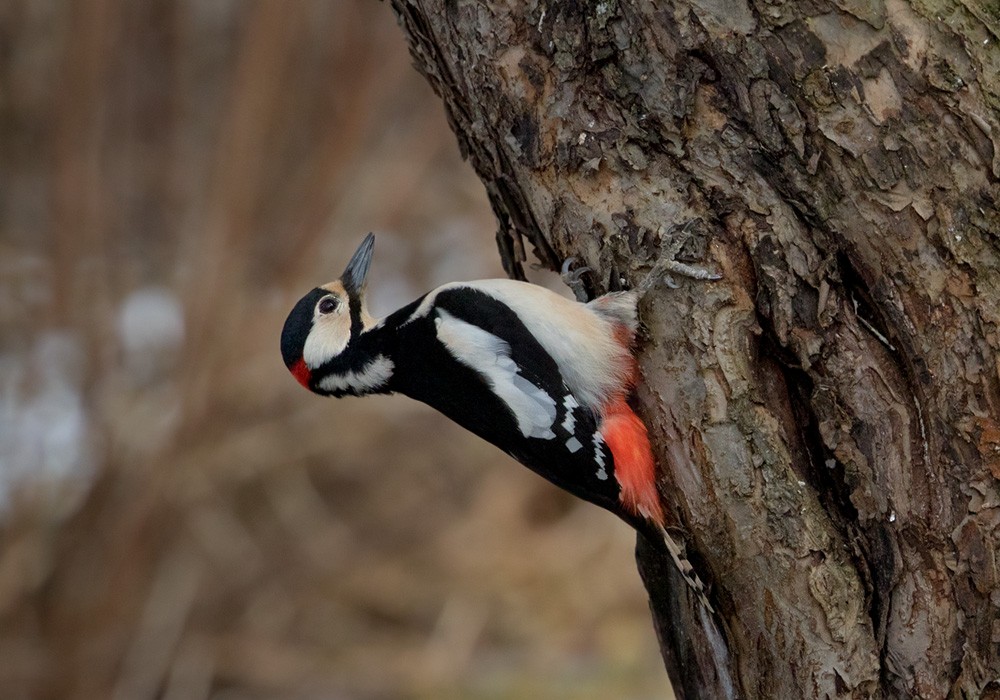 Great Spotted Woodpecker (Great Spotted) - ML205967981