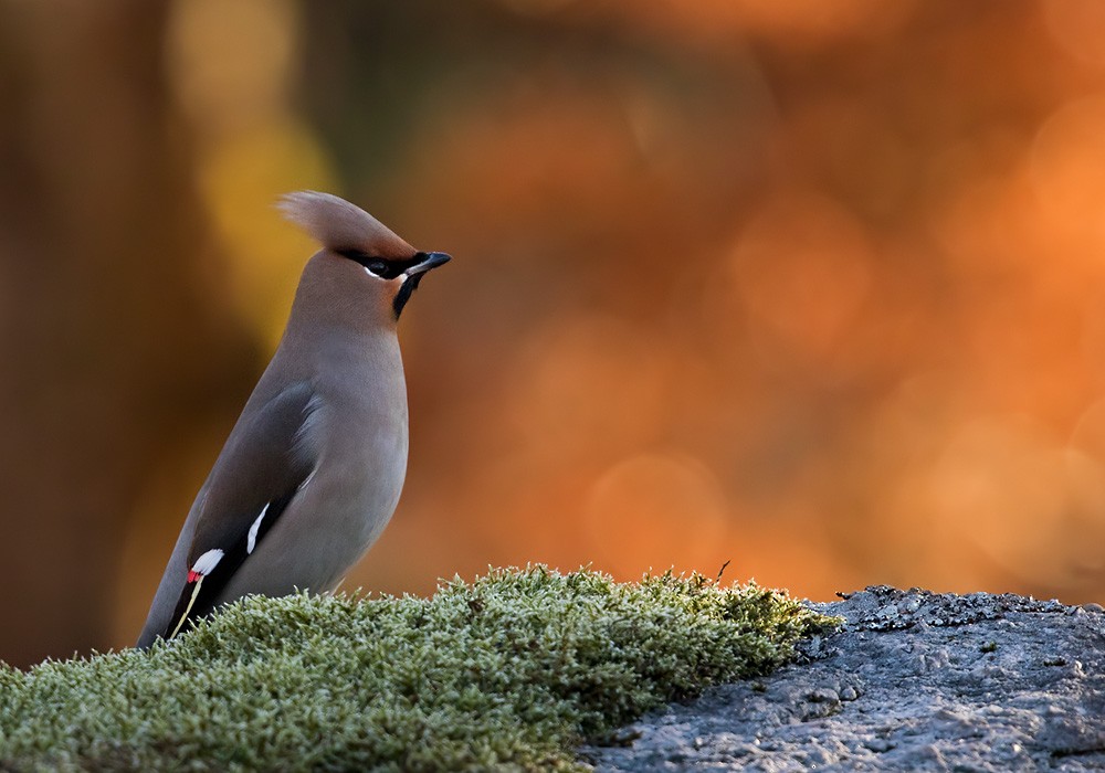 Bohemian Waxwing - Lars Petersson | My World of Bird Photography