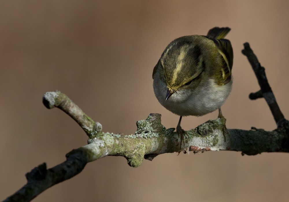 Pallas's Leaf Warbler - Lars Petersson | My World of Bird Photography